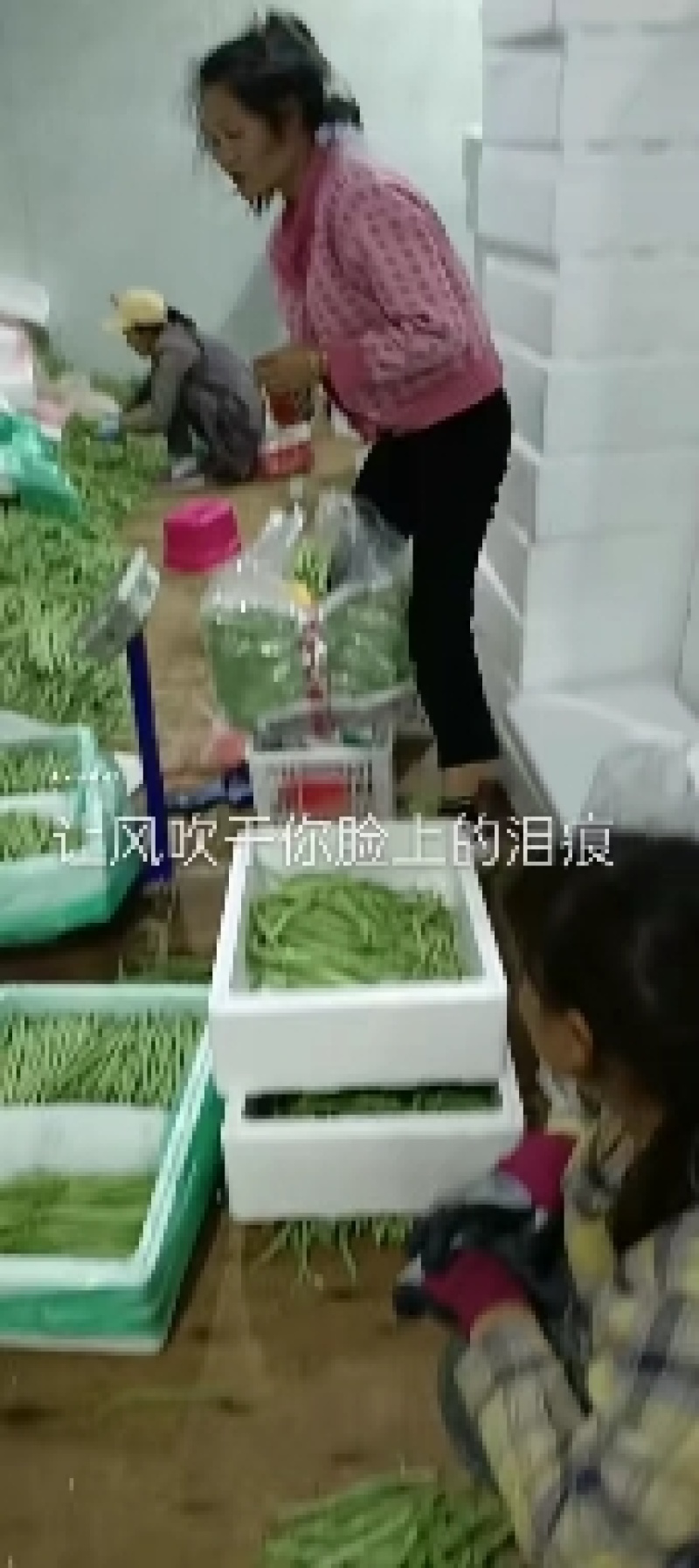小金豆偏豆无筋豆紫豆白豆大量上市长年共货从精品到啦级