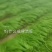 小金豆偏豆无筋豆紫豆白豆大量上市长年共货从精品到啦级