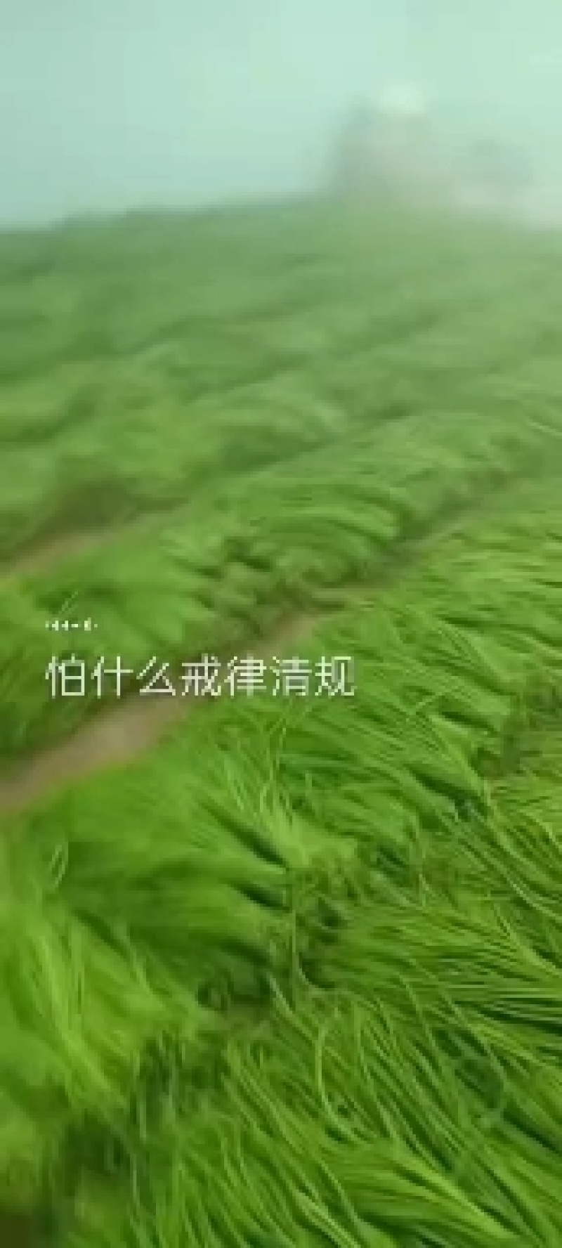 小金豆偏豆无筋豆紫豆白豆大量上市长年共货从精品到啦级