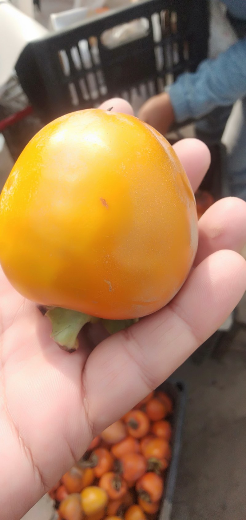 牛心柿加工专用果，果面干净，果个大，原产地鲜果现摘