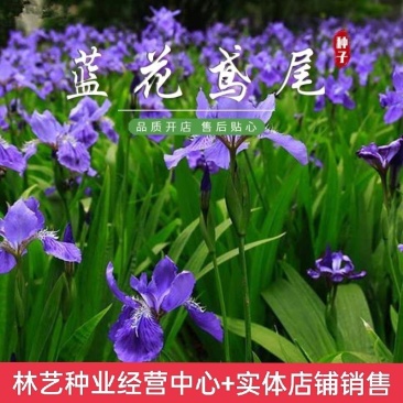 蓝花鸢尾种子多年生宿根花卉黄花鸢尾种籽四季播种