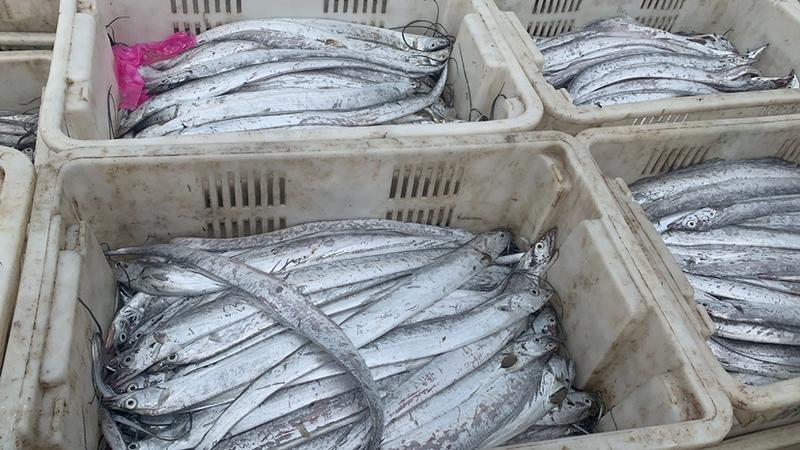 江苏连云港各种海产品带鱼，刀鱼，油带鱼……