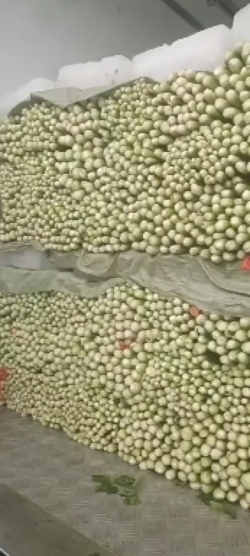 西芹产地直发需要的联系我，质优价廉保质保量