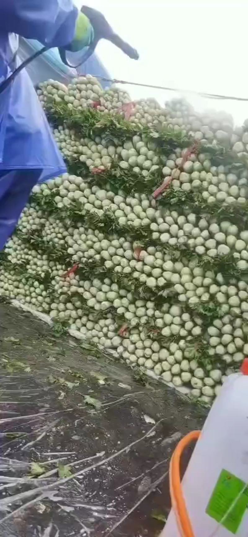 西芹产地直发需要的联系我，质优价廉保质保量