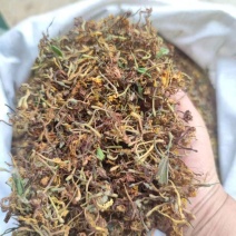 金银花