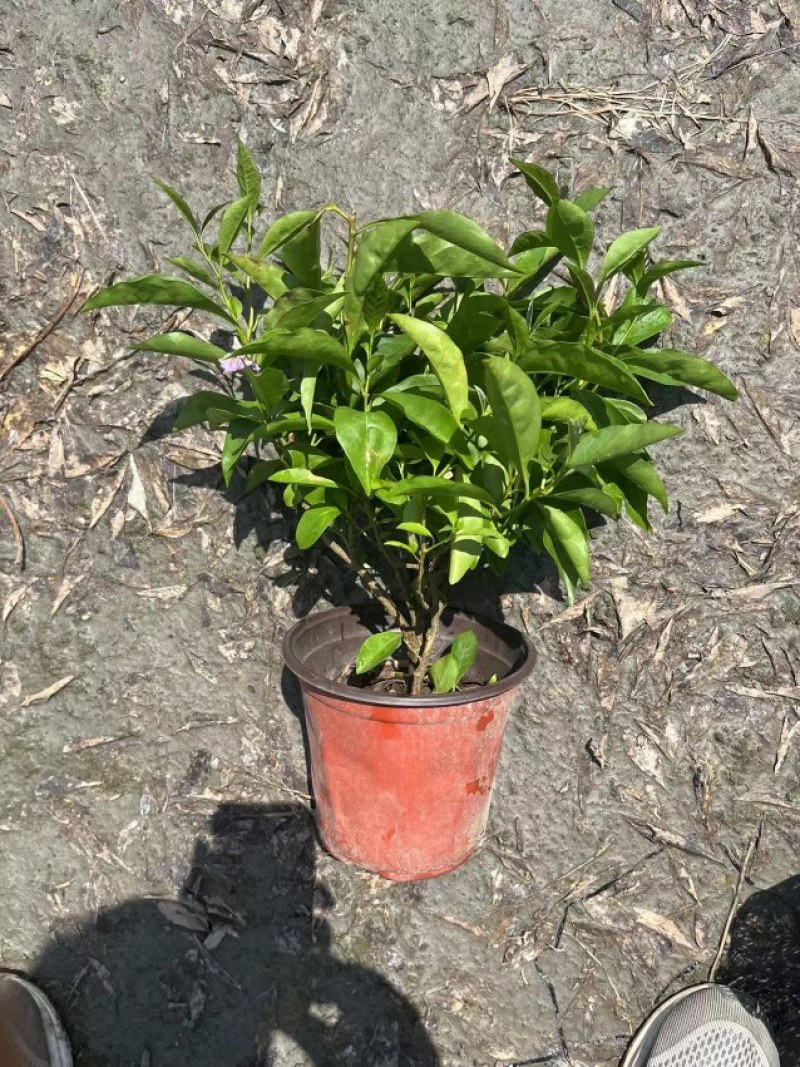郫都区双色茉莉花，变色茉莉价格低，鸳鸯茉莉，双色茉莉价格