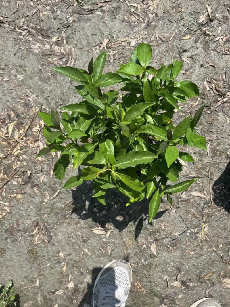 郫都区双色茉莉花，变色茉莉价格低，鸳鸯茉莉，双色茉莉价格