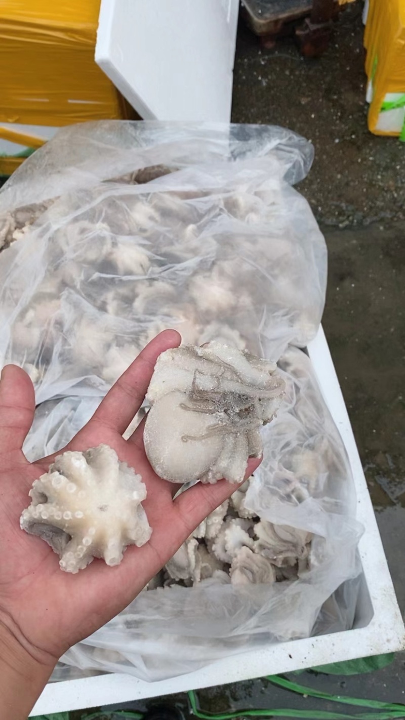 连云港海鲜批发水产品盐柔小八爪去内脏八爪鱼