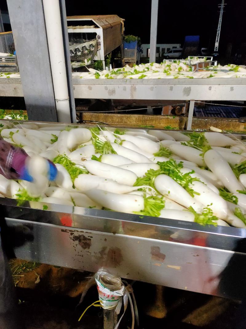 云南省高山罗卜