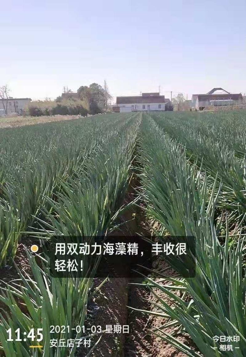 海藻精，腐植酸，海藻酸，活性酶加有机碳，生根剂，叶面肥