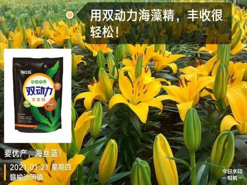 海藻精，腐植酸，海藻酸，活性酶加有机碳，生根剂，叶面肥