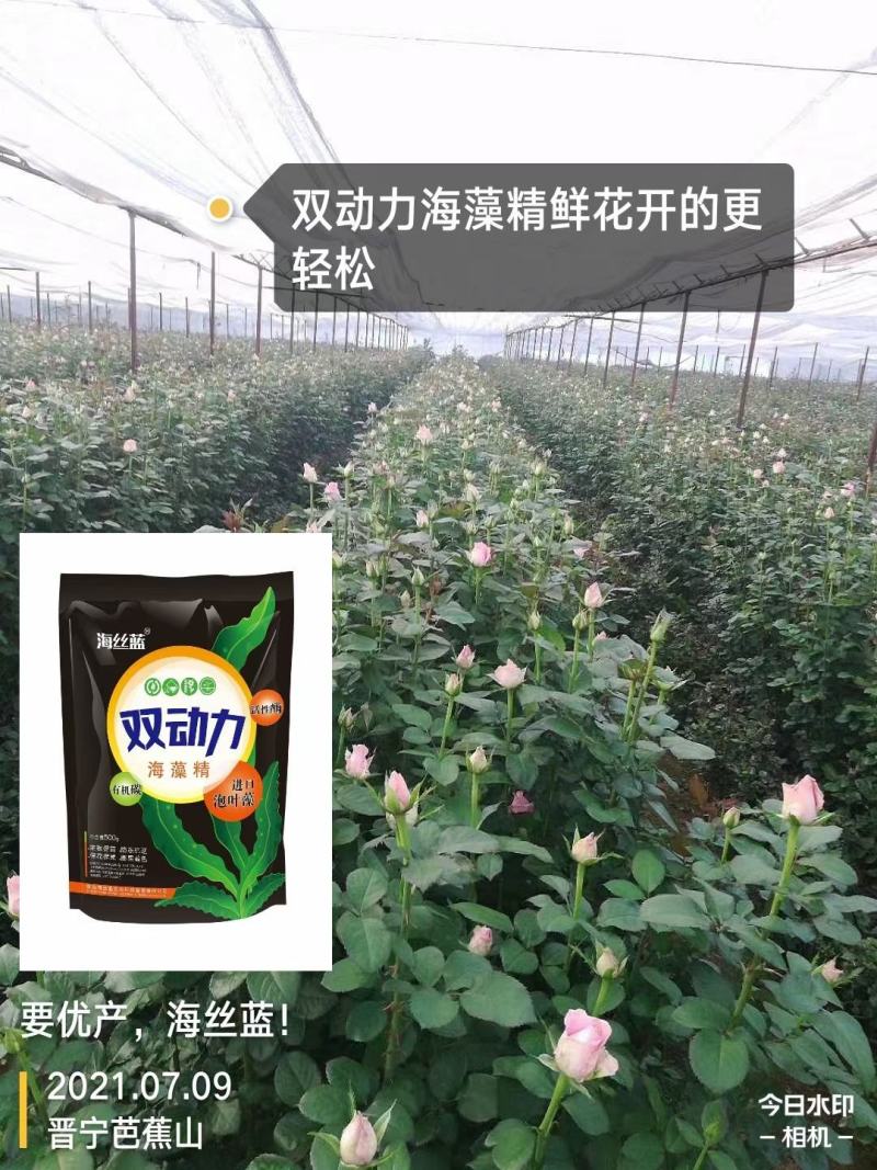 海藻精，腐植酸，海藻酸，活性酶加有机碳，生根剂，叶面肥