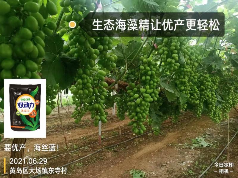 海藻精，腐植酸，海藻酸，活性酶加有机碳，生根剂，叶面肥