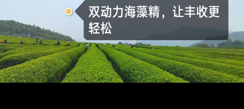 海藻精，腐植酸，海藻酸，活性酶加有机碳，生根剂，叶面肥