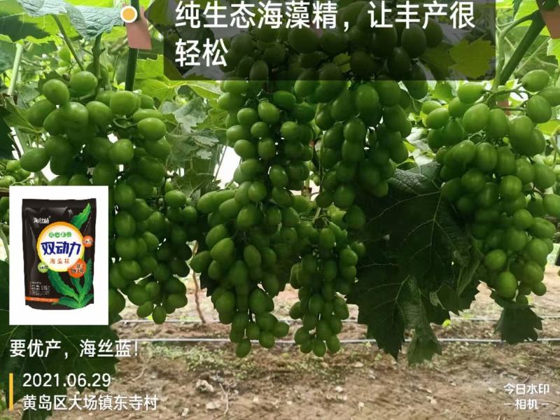 海藻精，腐植酸，海藻酸，活性酶加有机碳，生根剂，叶面肥