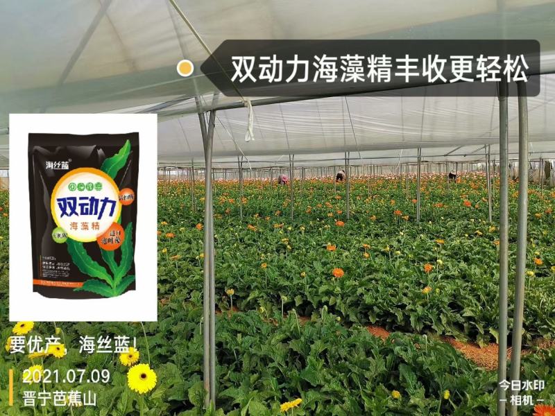 海藻精，腐植酸，海藻酸，活性酶加有机碳，生根剂，叶面肥