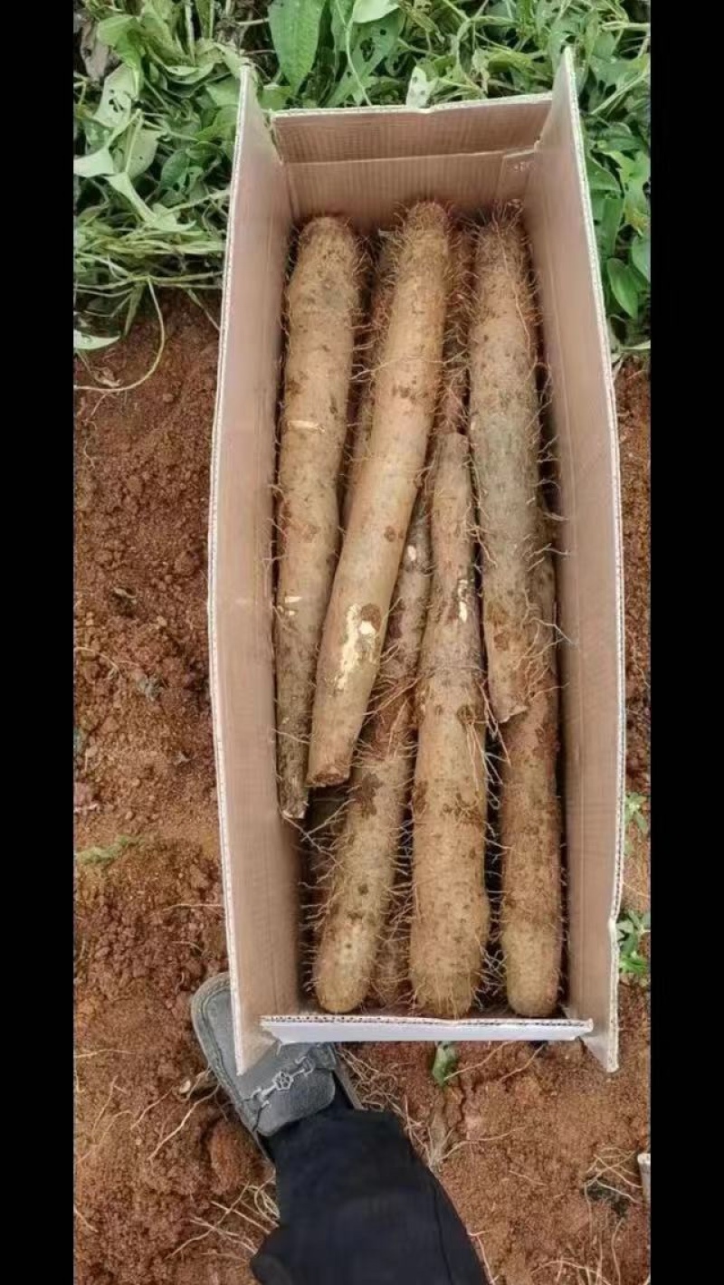 广西白鬼山药产地直发价格优惠各种规格可视频看货欢迎