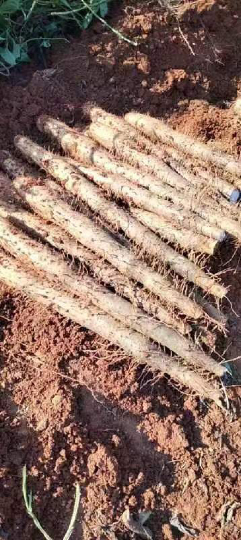 广西白鬼山药产地直发价格优惠各种规格可视频看货欢迎