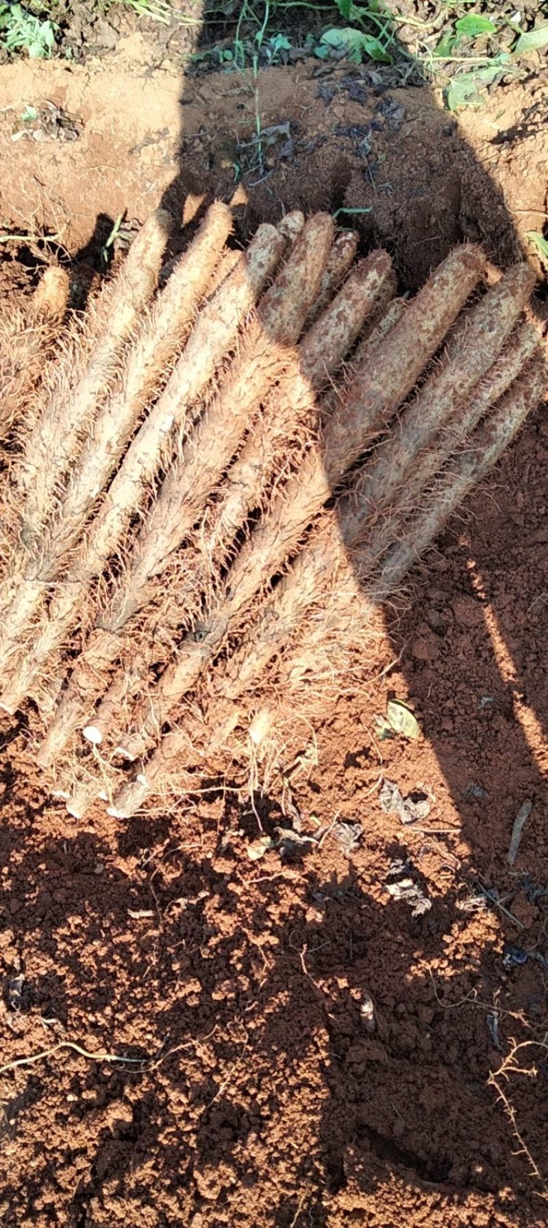 广西白鬼山药产地直发价格优惠各种规格可视频看货欢迎