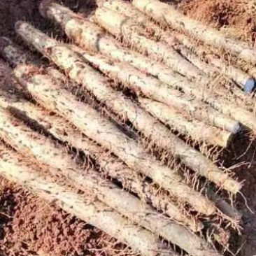 广西白鬼山药产地直发价格优惠各种规格可视频看货欢迎