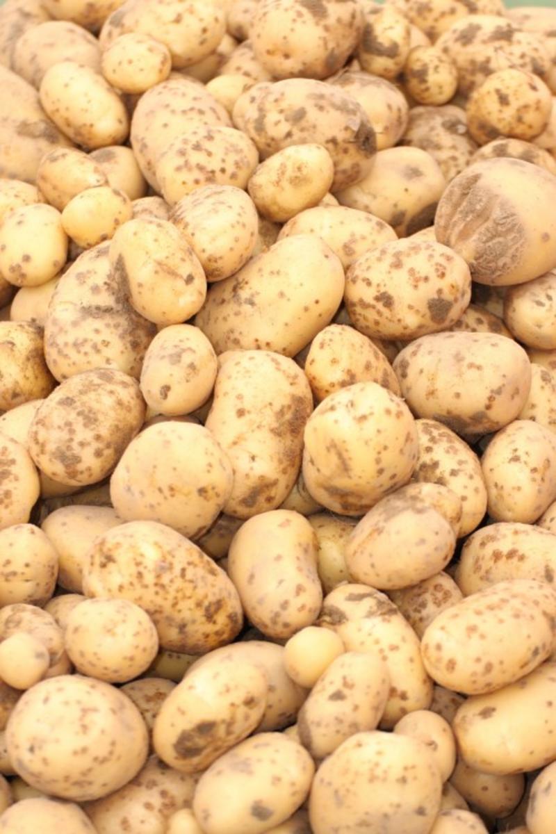荷兰15优质土豆货源充足，万亩基地供货。
