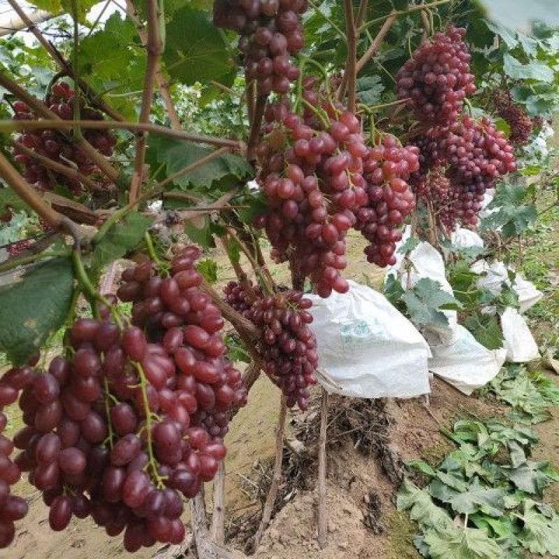 陕西红提，基地直供，量大从优，大量供应