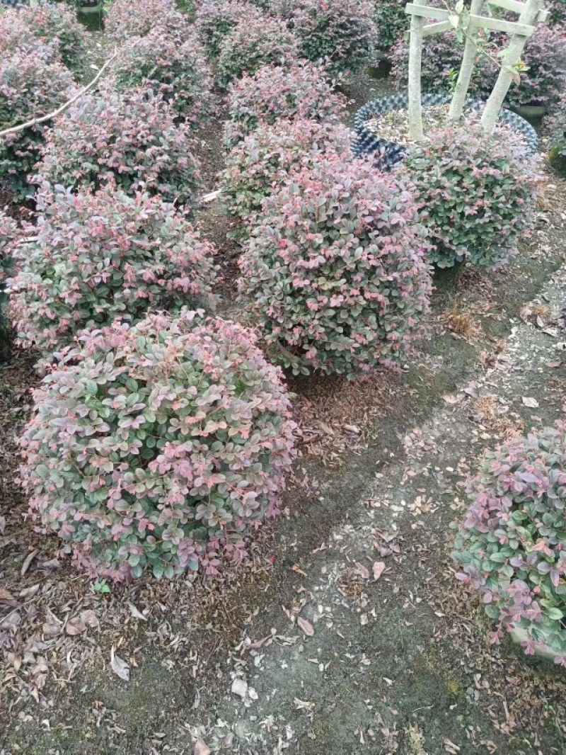 精品红继木球冠幅饱满价格低，红继木精修球基地货源充足批发