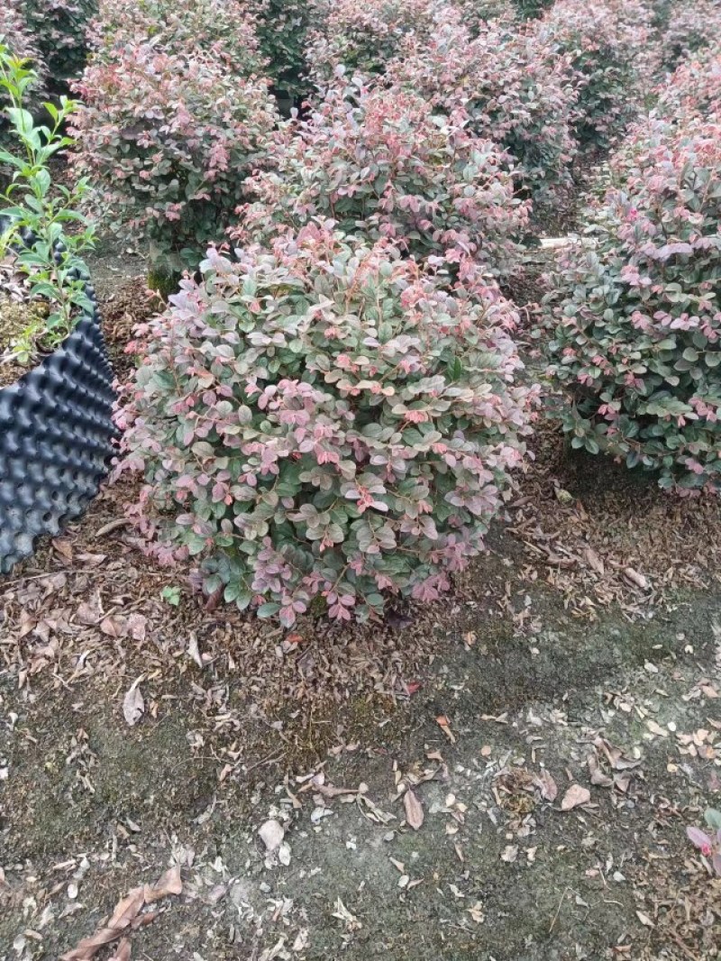 精品红继木球冠幅饱满价格低，红继木精修球基地货源充足批发