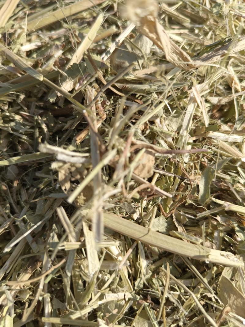草场大量出售各种规格粉碎花生秧压缩包软包花生秧