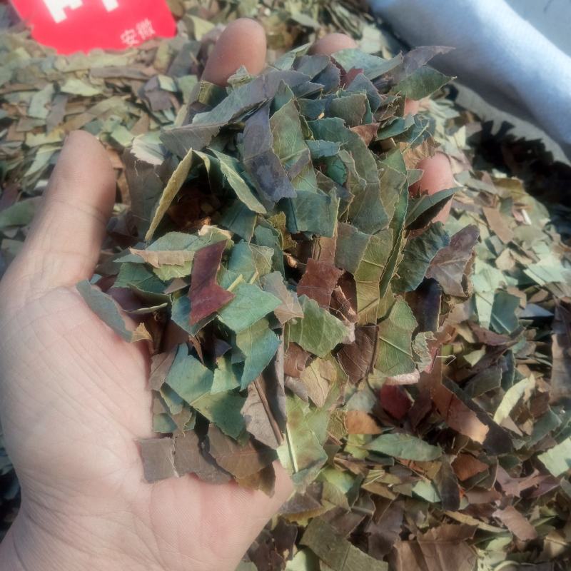 石楠叶产地直供支持线上交易可搭配多品种采购大货联系
