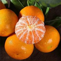 【蜜橘】宜昌早熟蜜桔，小叶橘，皮薄甜蜜，产地一手货源…