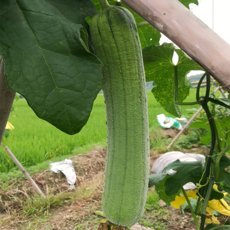 清香大肉丝瓜种子早熟品种喜温耐热耐肥力强肉质柔软多汁