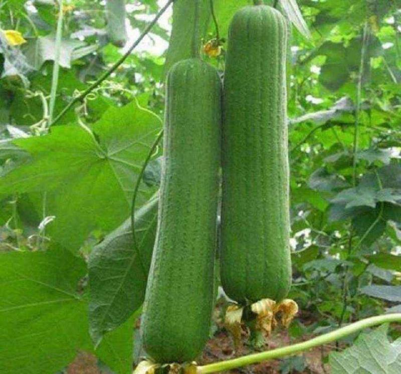 清香大肉丝瓜种子早熟品种喜温耐热耐肥力强肉质柔软多汁