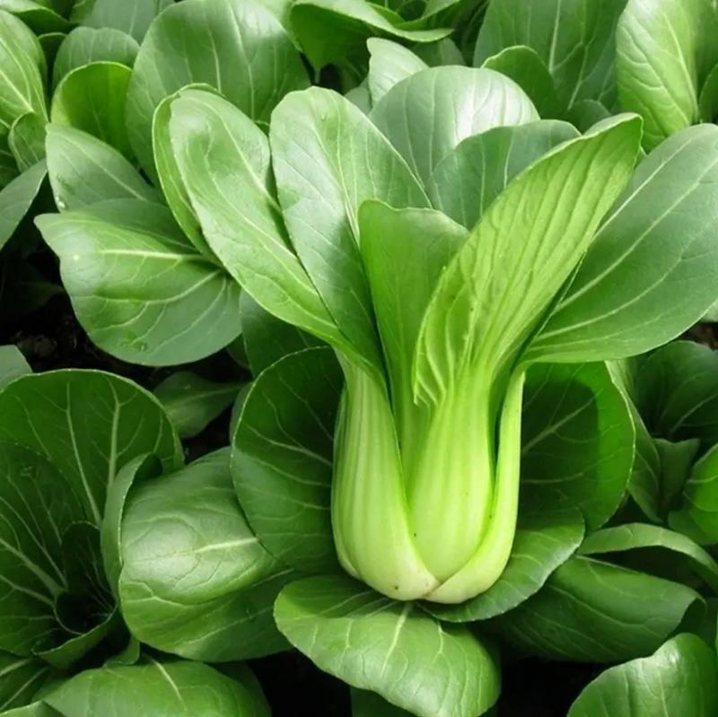 理想顺青青菜种子叶面光滑叶片绿色耐热抗病纤维少