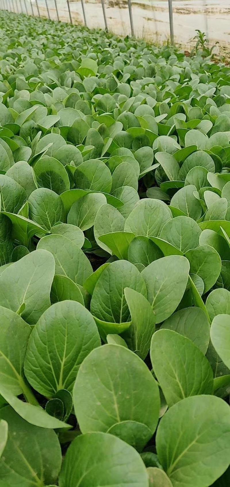 瑞丽斯夏季耐热青梗菜种子小油菜蔬菜夏天种的青菜上海青种籽