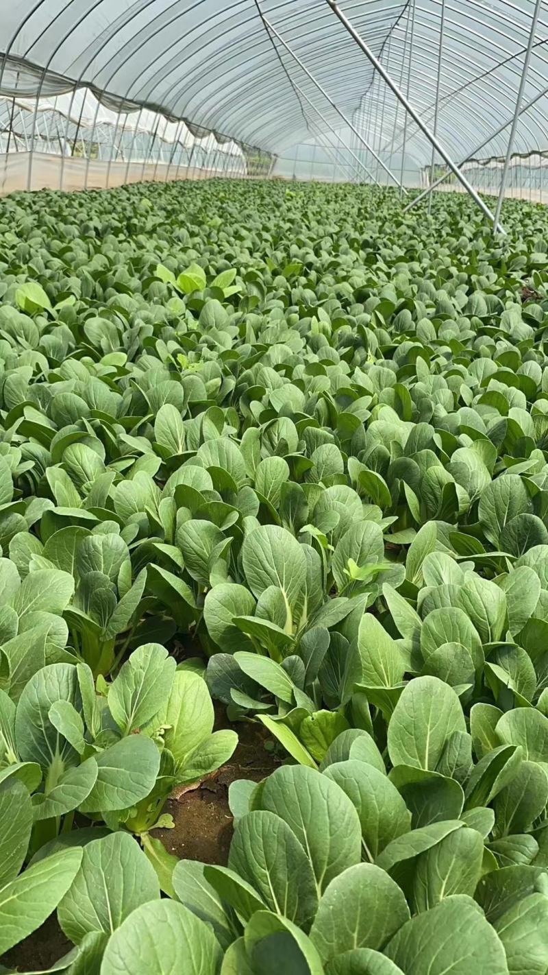 瑞丽斯夏季耐热青梗菜种子小油菜蔬菜夏天种的青菜上海青种籽