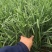 云南绿韭菜，量大从优品质保证欢迎来电订购