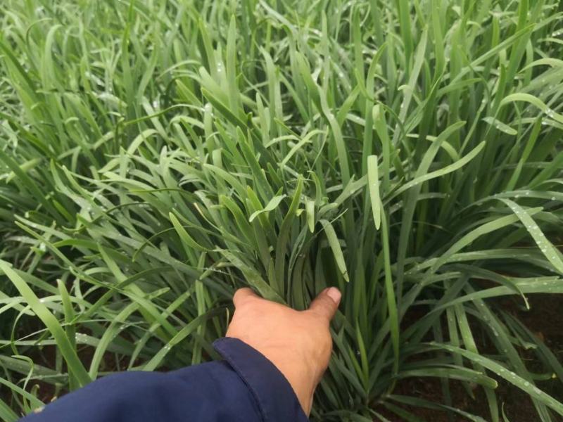 云南绿韭菜，量大从优品质保证欢迎来电订购