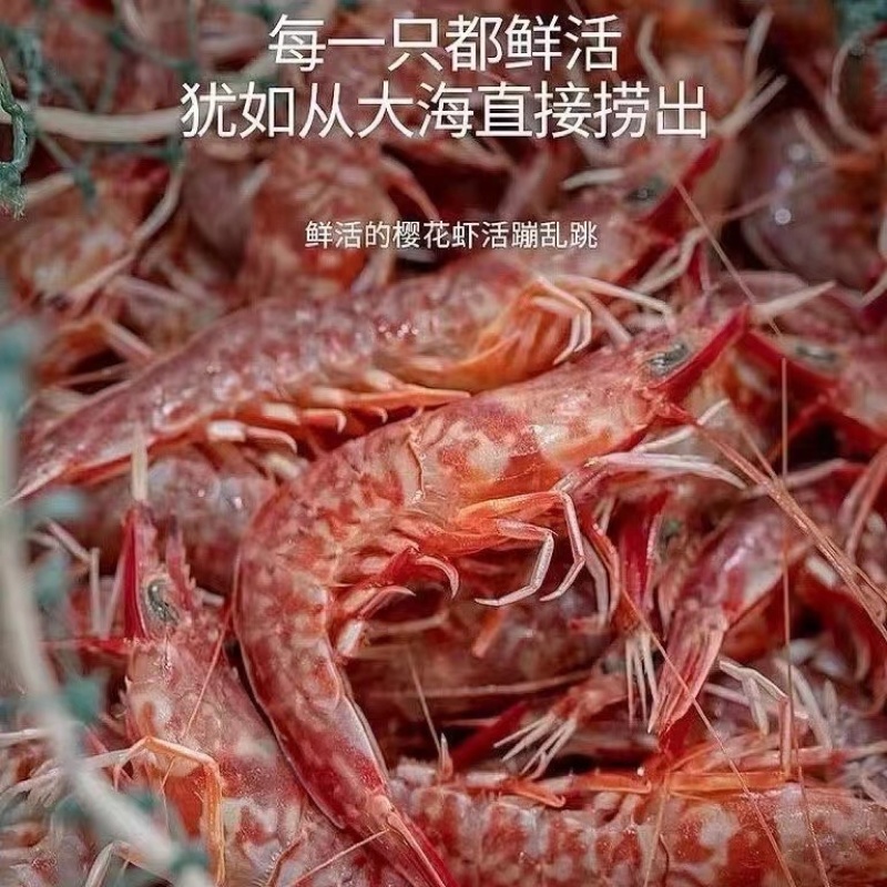 樱花虾厚壳虾海虾火焰虾玫瑰虾东山红虾樱花虾鲜活冷冻