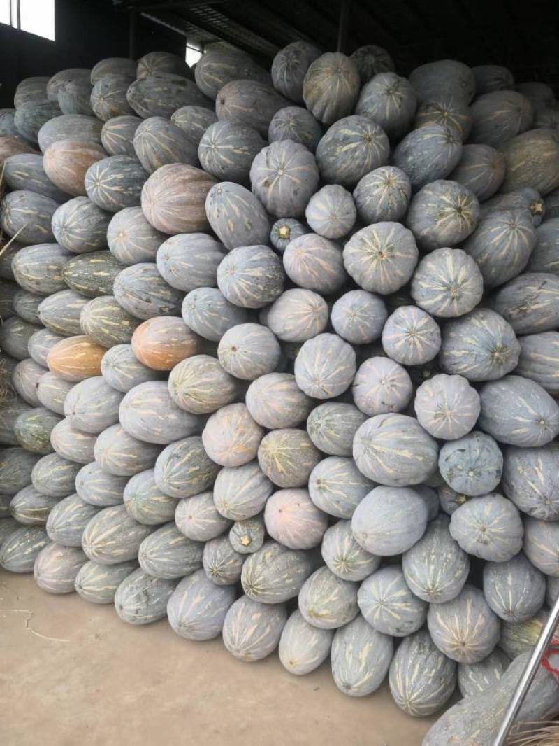 南瓜货源稳定量大从优质量保证有需要可电话咨询