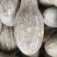 南瓜货源稳定量大从优质量保证有需要可电话咨询