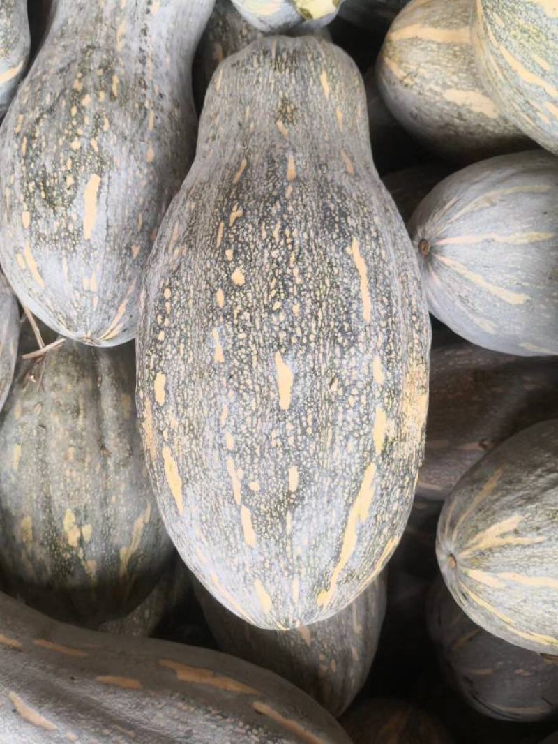 南瓜货源稳定量大从优质量保证有需要可电话咨询