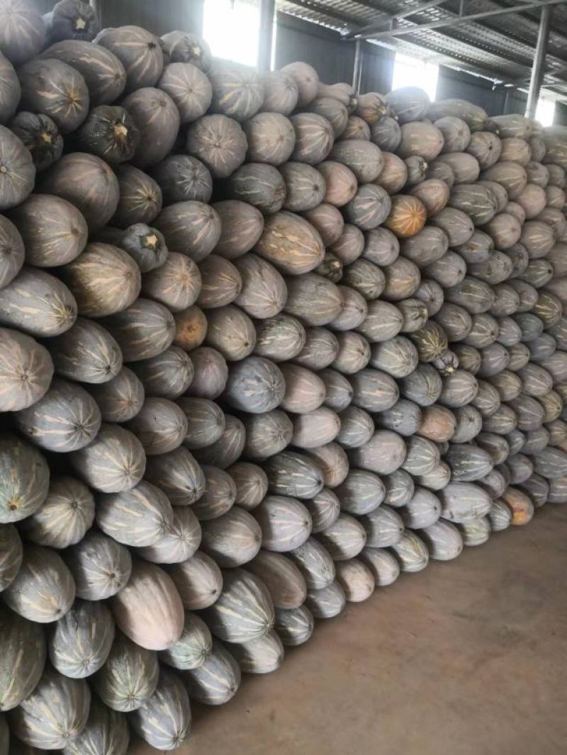 南瓜货源稳定量大从优质量保证有需要可电话咨询