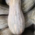 南瓜货源稳定量大从优质量保证有需要可电话咨询