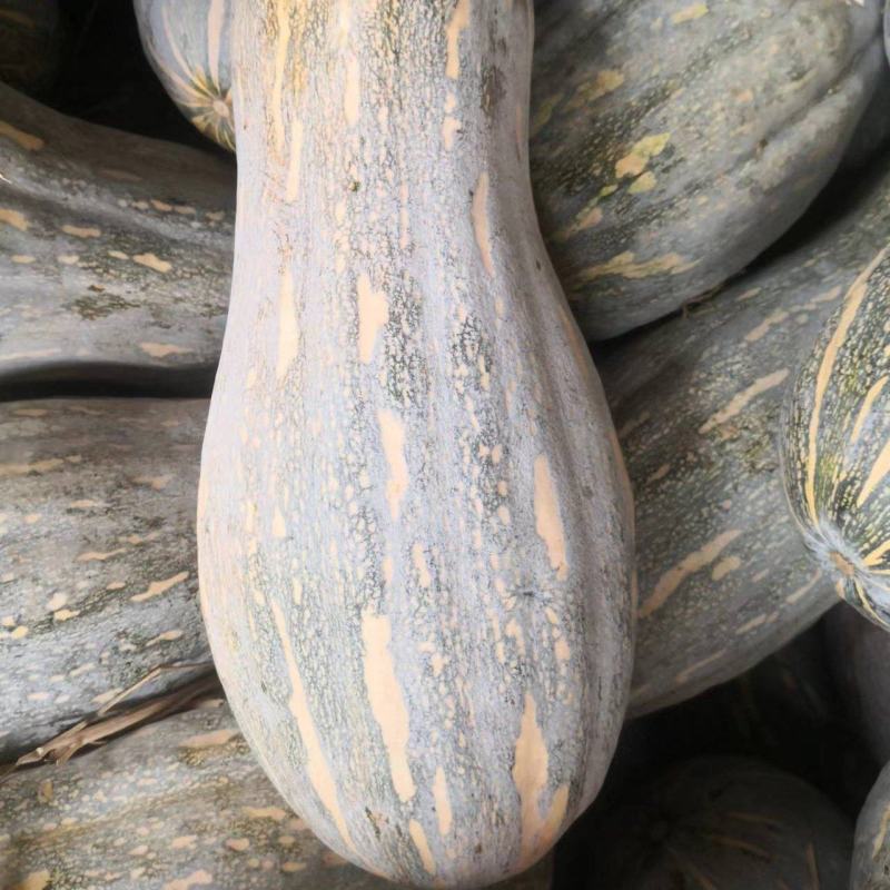 南瓜货源稳定量大从优质量保证有需要可电话咨询