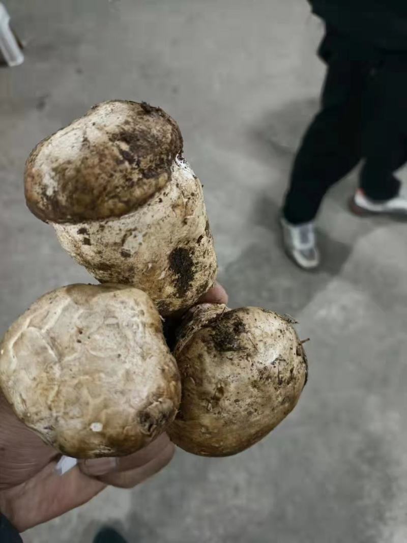 松茸鲜货跟干货有需要的老板赶快订购哦
