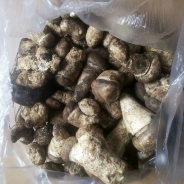 松茸鲜货跟干货有需要的老板赶快订购哦