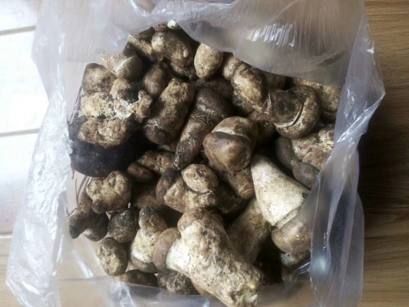 松茸鲜货跟干货有需要的老板赶快订购哦