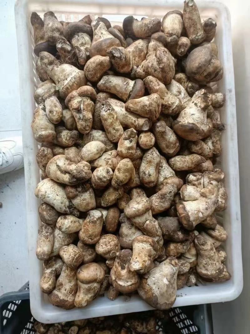 松茸鲜货跟干货有需要的老板赶快订购哦