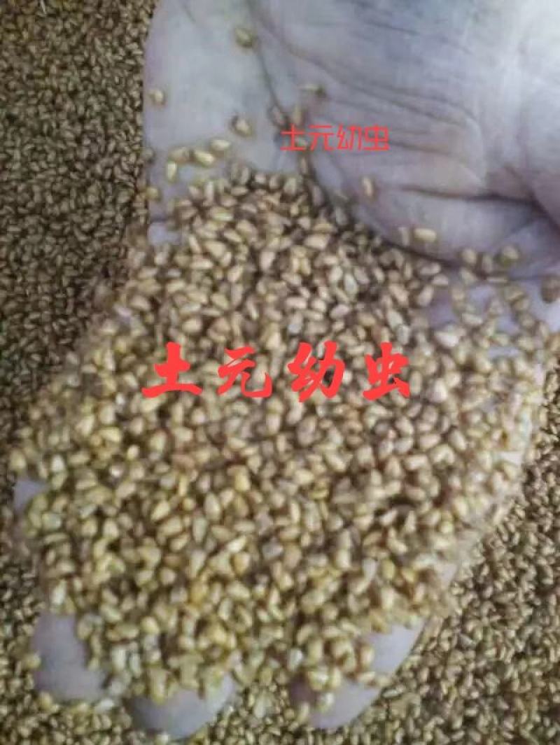 土元幼虫！土元苗！成活率百分之九十八，干净无杂质！